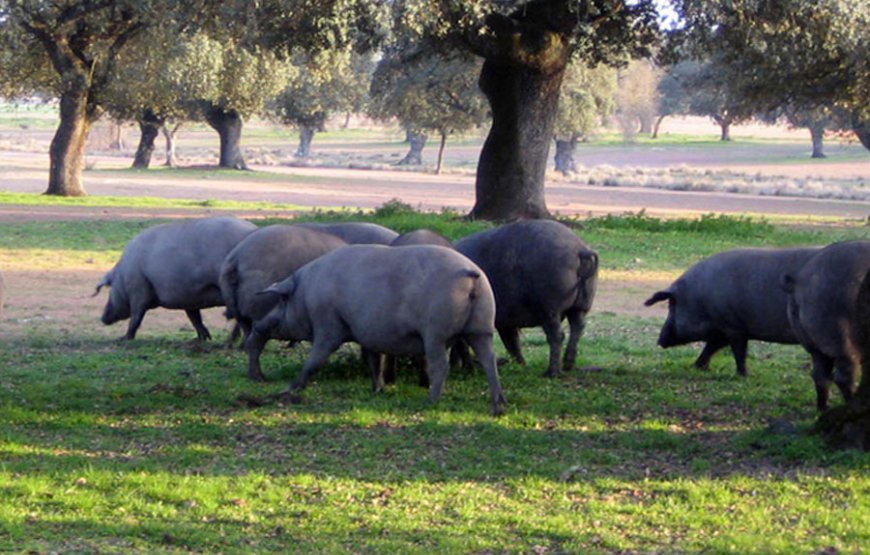 Fincas para cerdos en Badajoz